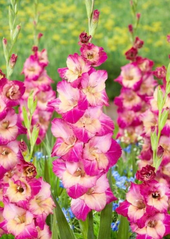 Bulbi Gladiole - Apricot Bubble Gum - 5 buc