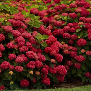 Hortensia Macrophylla "Miss Hepburn", Rosie, la Ghiveci de 3L, 1 Bucata