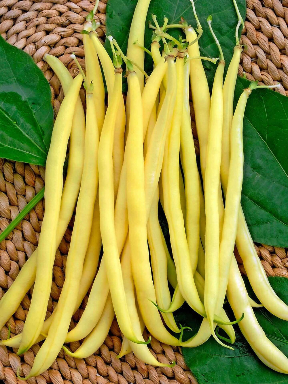 Seminte de Fasole Urcatoare "Kentucky Wonder Wax"