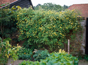 Clematis "Tangutica" la Ghiveci, 1 Bucata