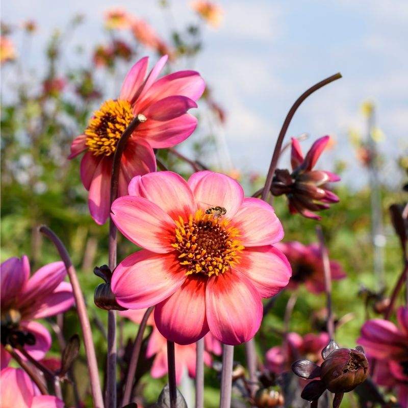 122285-Dahlia-Dahlegria-Tricolore-Summer-flowering-Bulbs_c786c332-0448-4920-92cd-287909627737 - Fitza Florilor