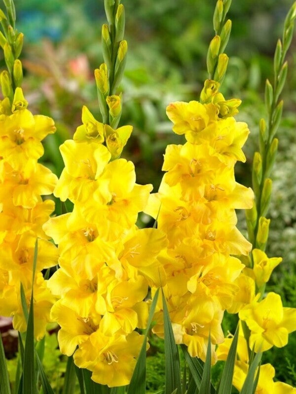 Bulbi de Gladiole "Golden Sunrise", 7 Bucati