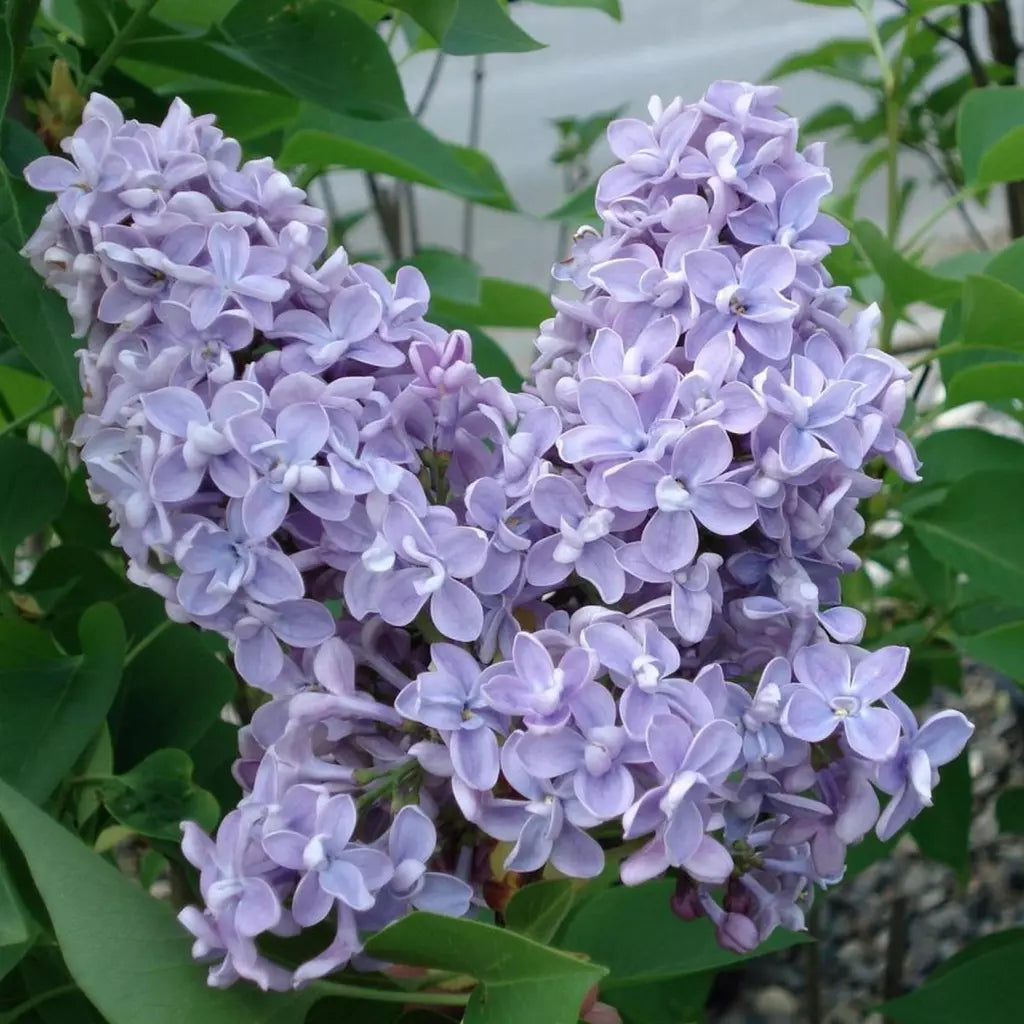 Liliac Syringa Vulgaris "President Grevy", 1 Bucata