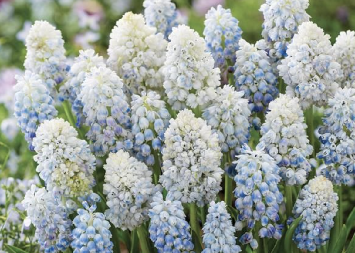 Bulbi de Muscari "Nature's Beauty", 5 Bucati