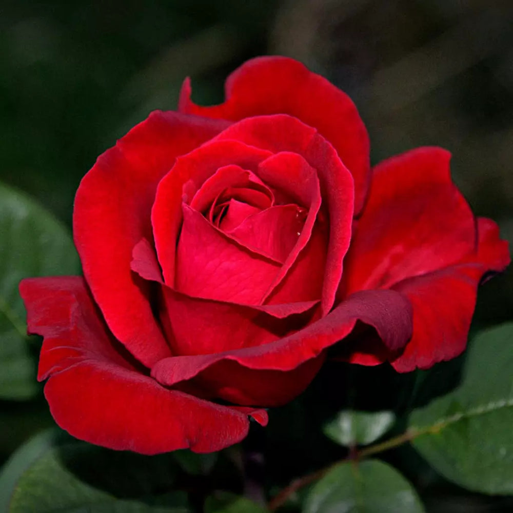 Trandafiri Butasi - Lincoln - 1 buc