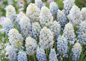 Bulbi de Muscari "Baby's Breath", 5 Bucati