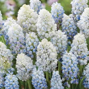 Bulbi de Muscari "Mountain Lady", 5 Bucati