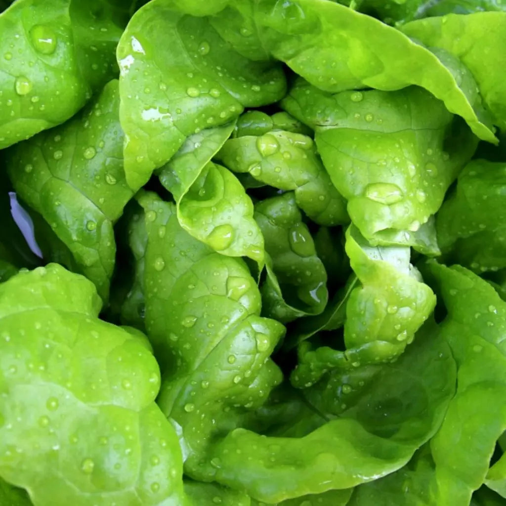 Semințe de Salată "Regina de Mai" , 3 gr
