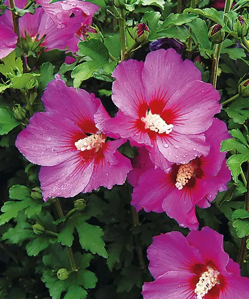 Hibiscus "Woodbridge", la Ghiveci de 3L, 1 Bucata