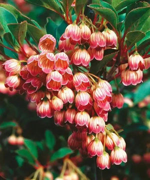 Clopotei Arbust Enkianthus, 1 Bucata