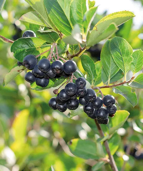 Aronia - Hugin la Ghiveci
