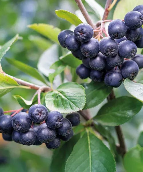 Aronia - Hugin la Ghiveci