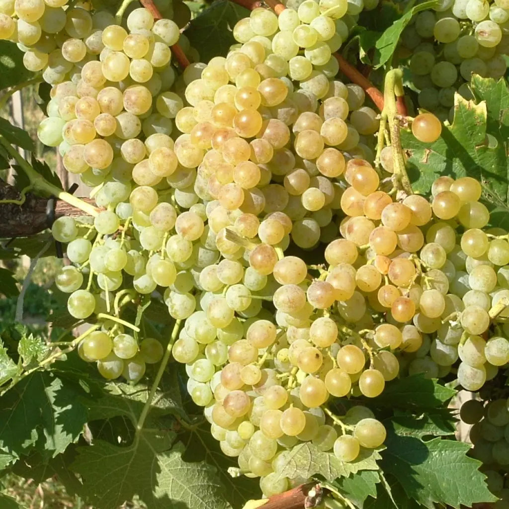 Viță de Vie de Masă "Muscat de Poloskei", la Ghiveci