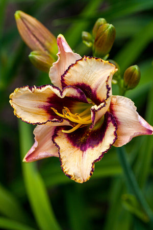 Bulbi de Hemerocallis "Border Music", Crin Salbatic, 1 Bucata