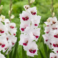 Bulbi Gladiole - Fiorentina - 5 buc