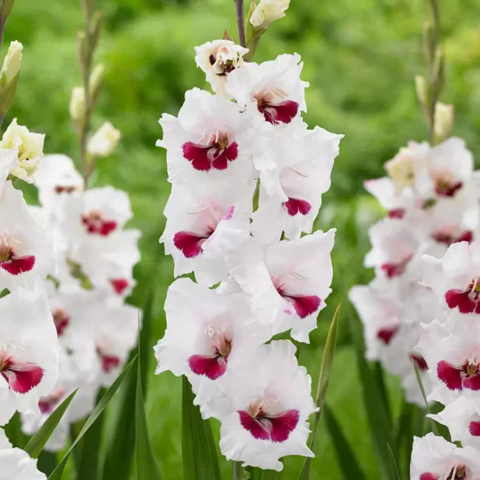 Bulbi Gladiole - Pachet Promotional Mixt - 100 buc
