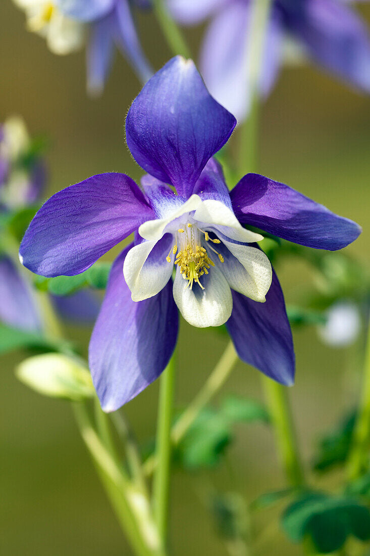 Bulbi de Caldaruse Aquilegia "Spring Magic Navy and White", 1 Bucata