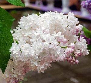 Liliac Syringa Vulgaris Alb-Roz, 1 Bucata