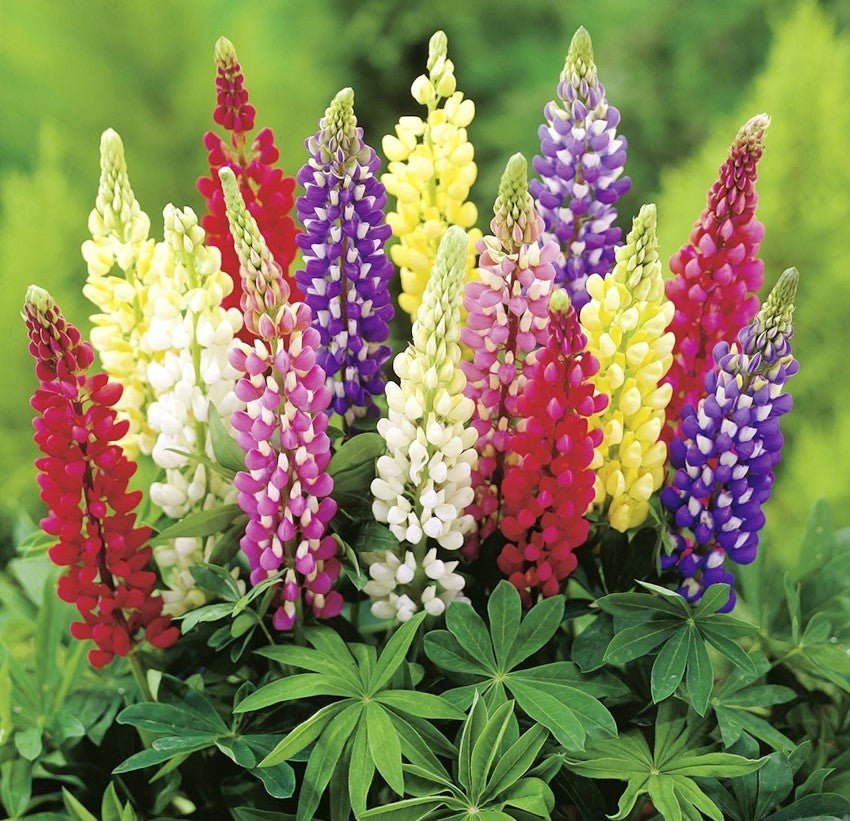 Seminte de Lupin Peren, 0.5 gr