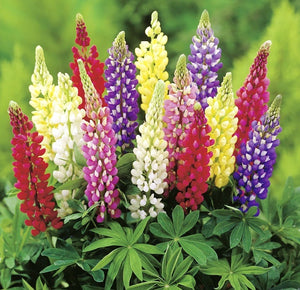 Seminte de Lupin Peren, 0.5 gr