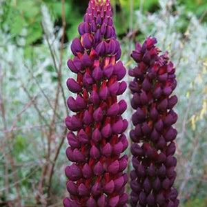 Bulbi de Lupine, Mov, 2 Bucati