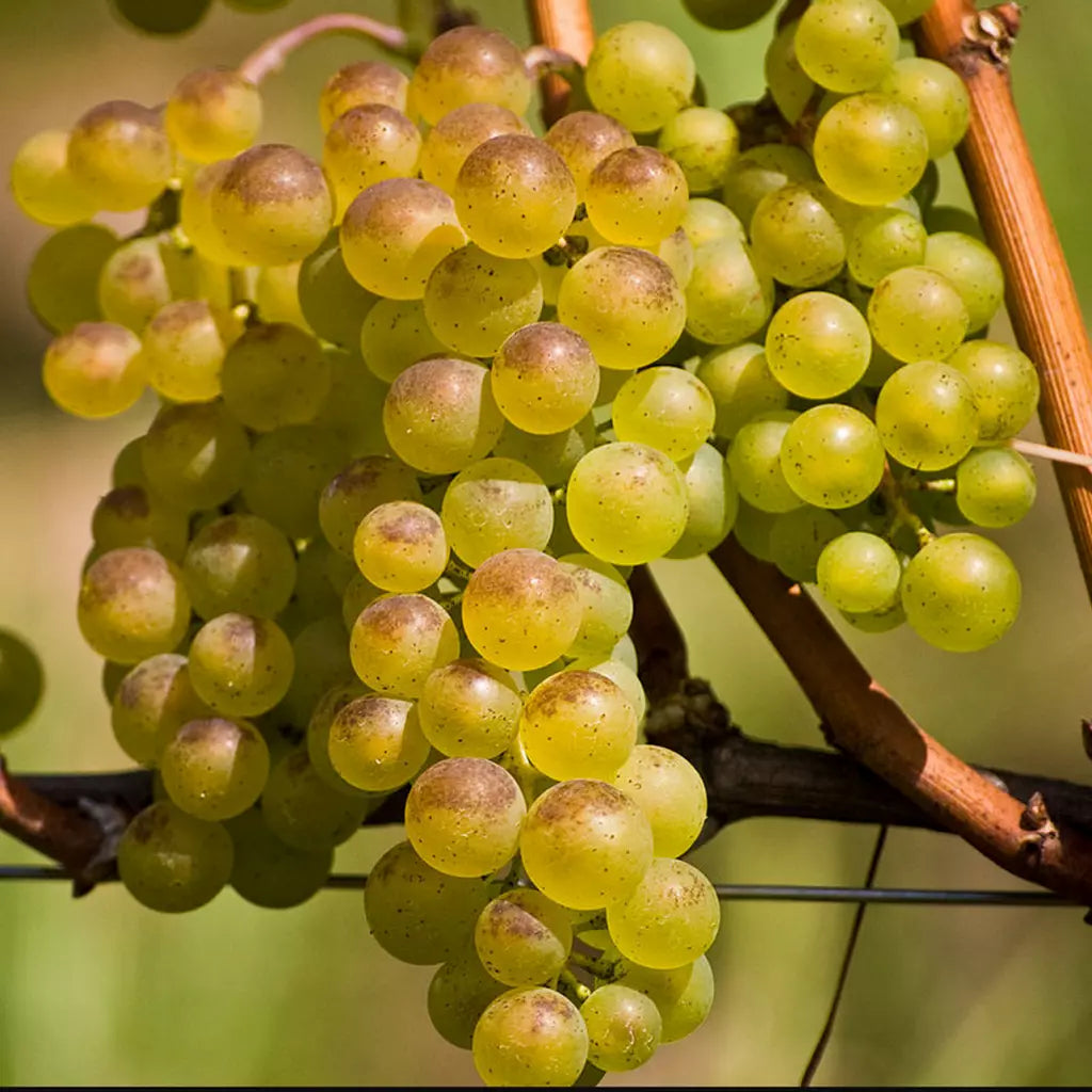 Vita de Vie de Vin "Bianca", la Ghiveci