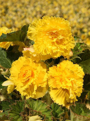 Bulbi de Begonia "Fimbriata", Galben, 1 Bucata