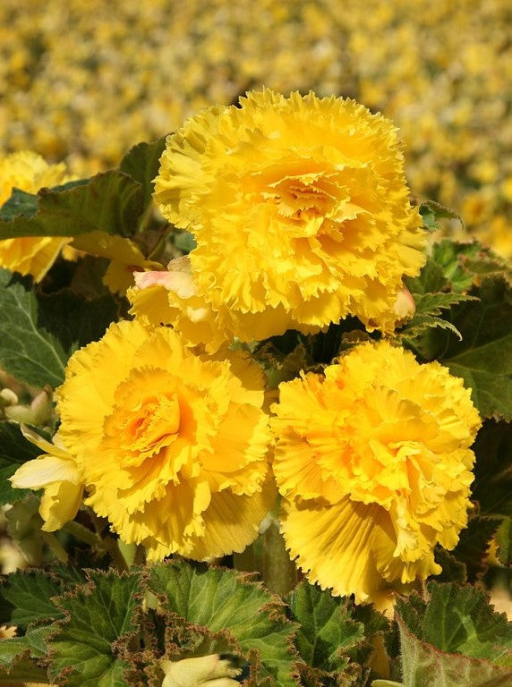 Bulbi Begonie - Fimbriata - Galben - 2 Bucăți
