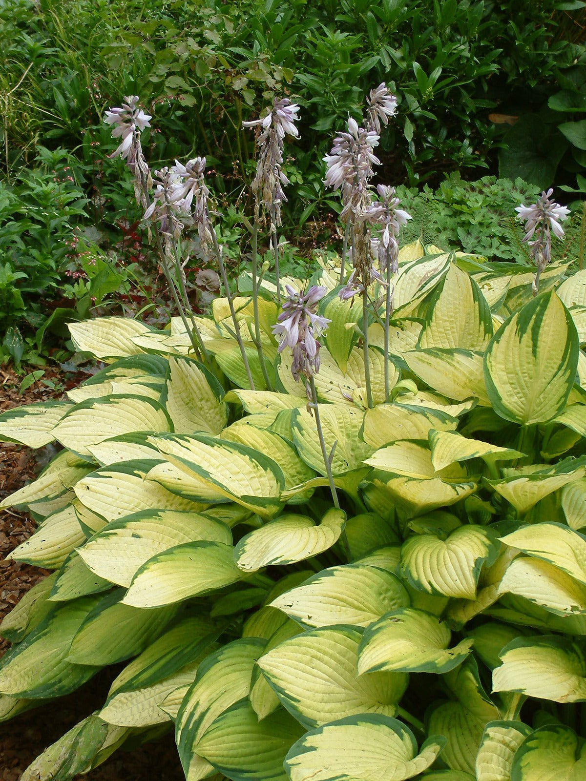 Bulbi de Hosta "Gold Standard", 1 Bucata