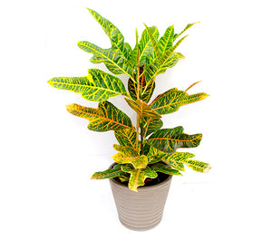 Croton, 60 cm, la Ghiveci de 3L, 1 Bucata