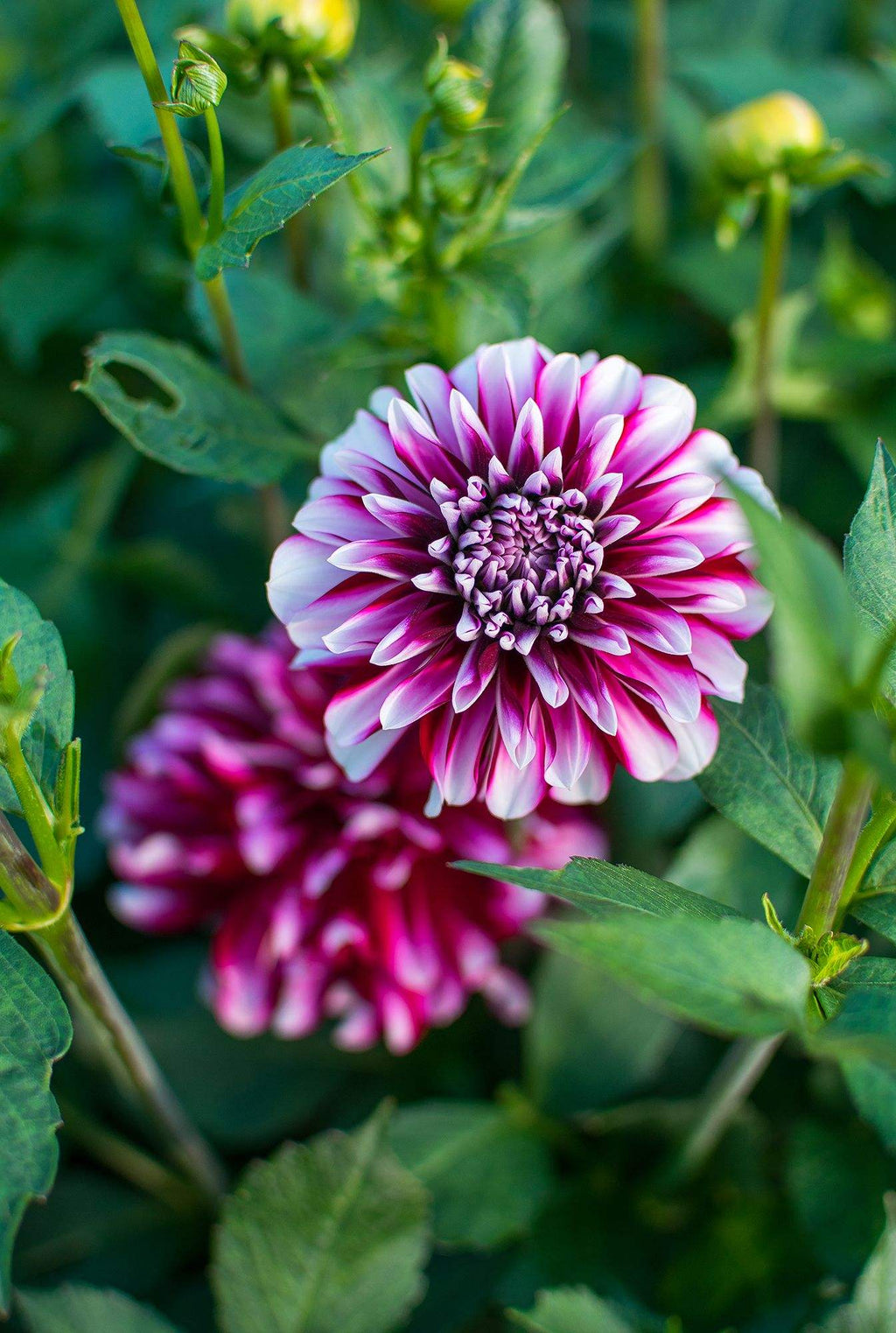 14842d53072a3039b4427c857f37fedf_b5ac6772-f108-41ab-a209-57f55a34394d - Fitza Florilor
