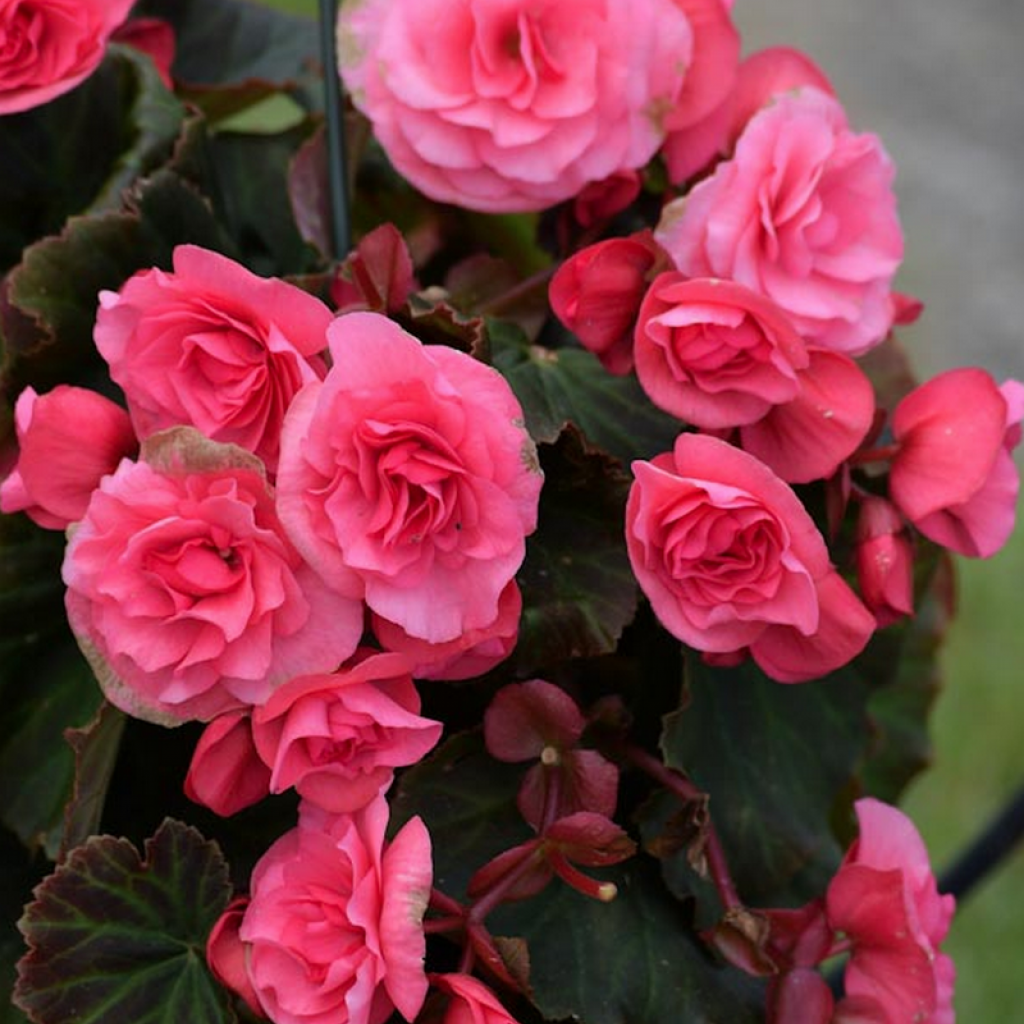 Bulbi de Begonia "Pendula", Roz, 2 Bucăți