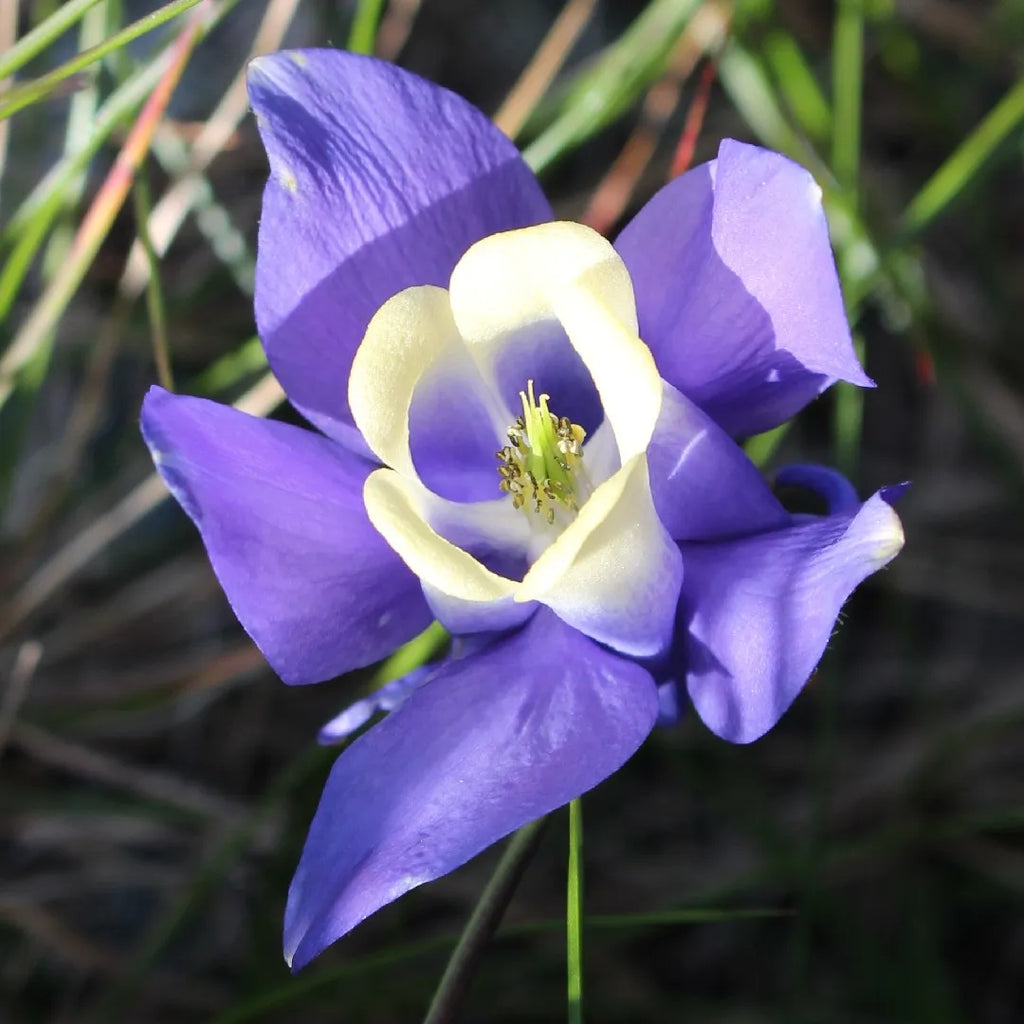 Bulbi de Caldaruse Aquilegia "Ministar", 2 bucati