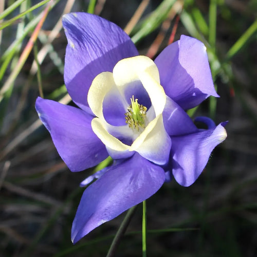 Bulbi de Caldaruse Aquilegia "Ministar", 2 bucati