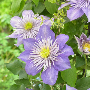 Clematis "Crystal Fountain" la Ghiveci, 1 Bucata