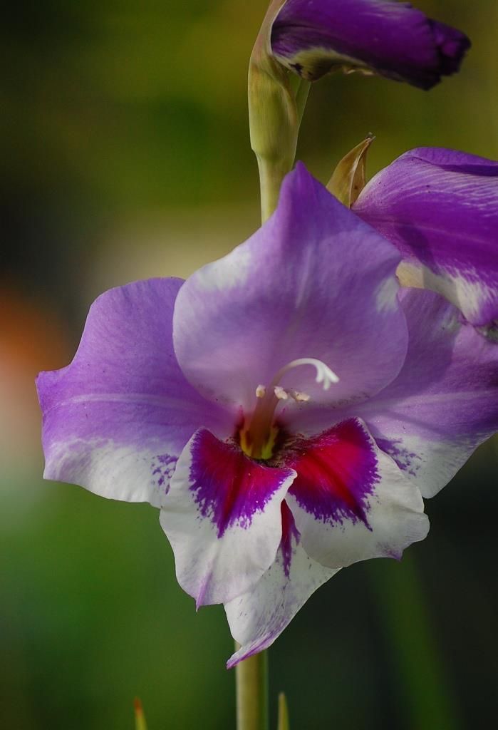 Bulbi Gladiole - Vista - 5 buc