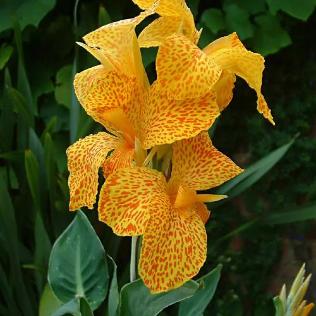 Bulbi de Canna "Picasso Mutant Geel", Galben, 1 Bucata