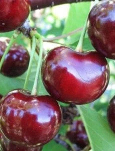 Vișin - Hibrid de Voluntari - Anul 3