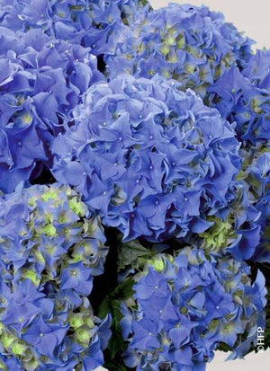 Hortensia Macrophylla "Early Blue", la Ghiveci de 3L, 1 Bucata