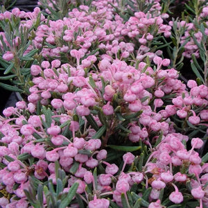 Andromeda Polifolia Blue Ice, 1 Bucata