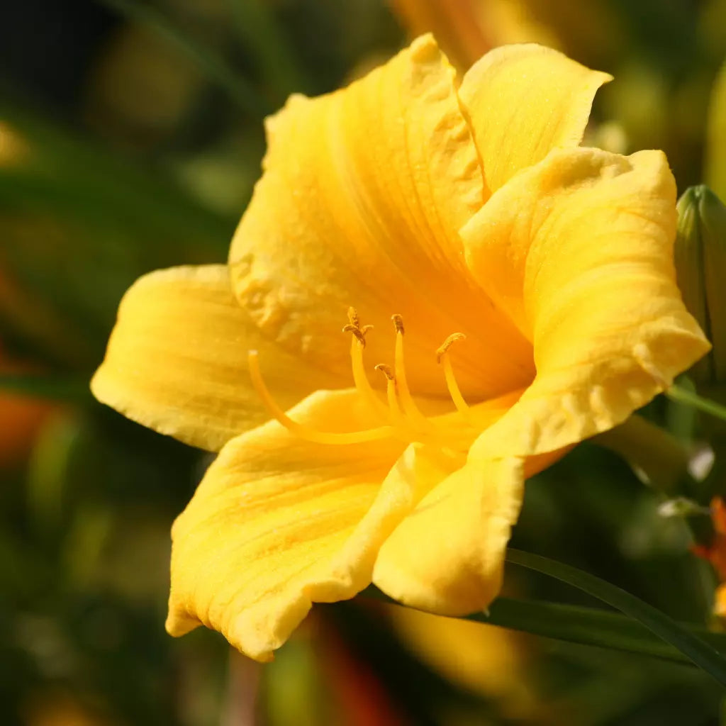 Bulbi de Hemerocallis "Stella de Oro", Crin Salbatic, 1 Bucata