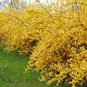 Forsythia "Marée d'Or Courtasol", 1 Bucata