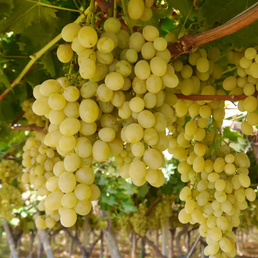 Viță de Vie de Masă "Italia", la Ghiveci