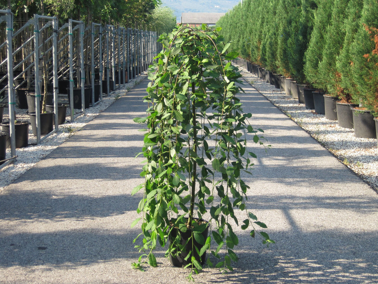 Salcie Plangatoare ''Salix Caprea Pendula’', la Ghiveci de 25L