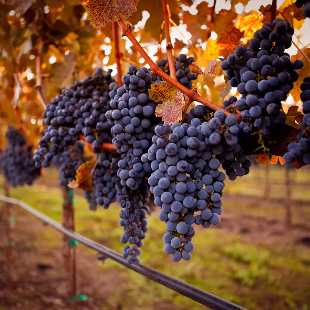 Vița de Vie "Cabernet Sauvignon", la Ghiveci