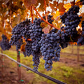 Vița de Vie "Cabernet Sauvignon", la Ghiveci