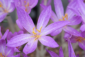 Branduse de Toamna "Colchicum Cilicicum", 1 Bucata