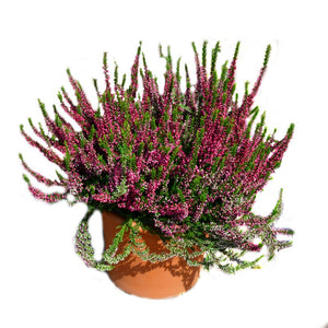 Calluna,1 Bucata