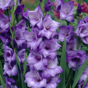 Bulbi de Gladiole "Blue Isle", 7 Bucati