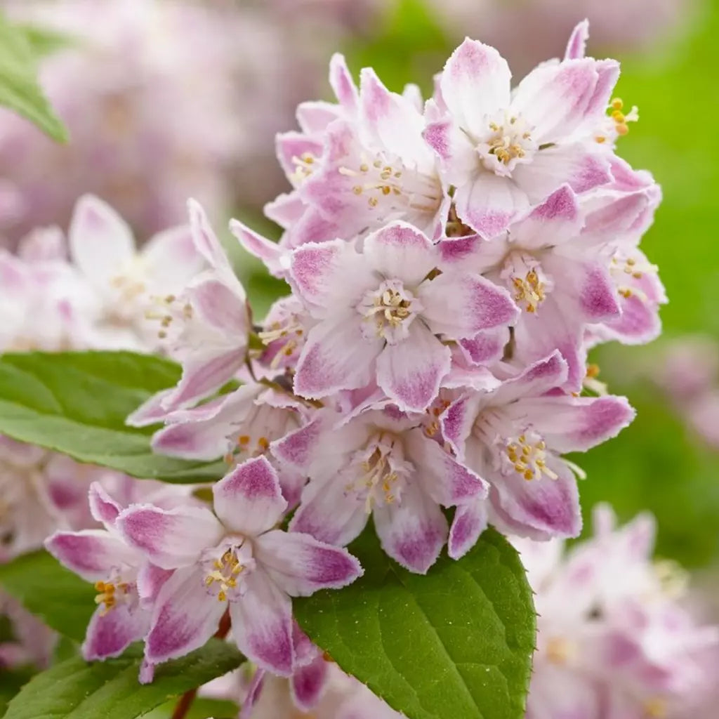 Deutzia Hybrid "Raspberry Sundae" la Ghiveci, 1 Bucata